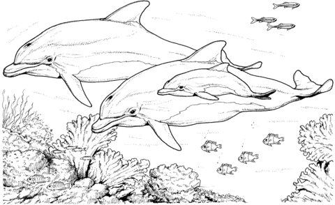 Bottlenose Dolphins Coloring Page